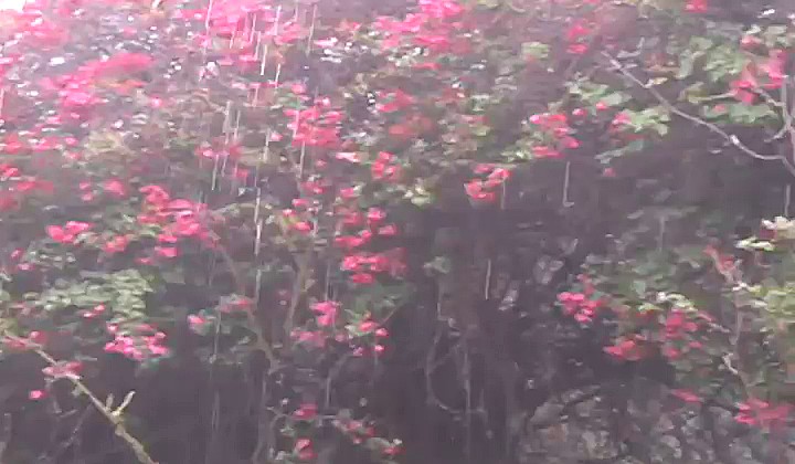 Łysy zalał cipkę dojrzałej sąsiadki