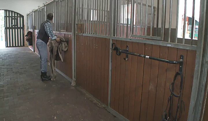 Kilkukrotny orgazm stajennego i dżokejki